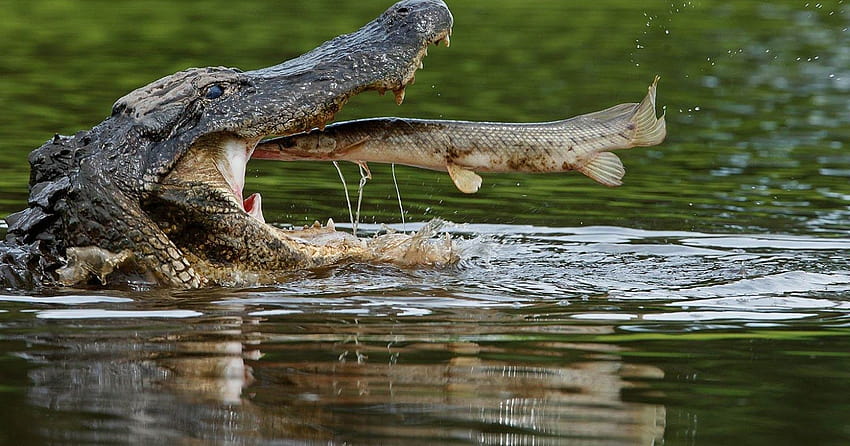 Beautiful And Dangerous Animals/Birds : American, animal alligator HD wallpaper