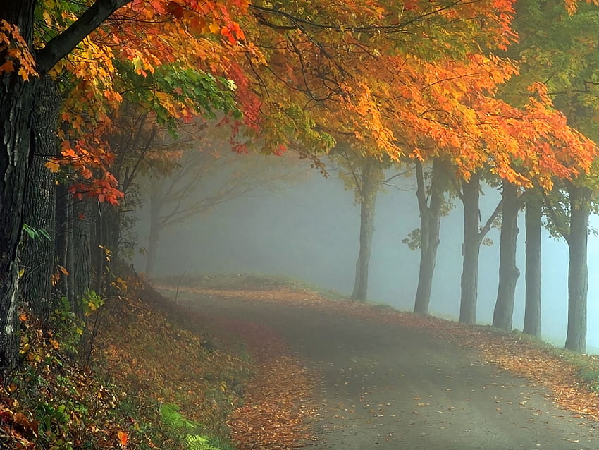 Nebeliger Herbstwaldweg HD-Hintergrundbild