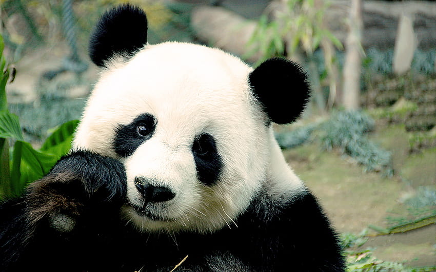 Panda eating HD wallpaper