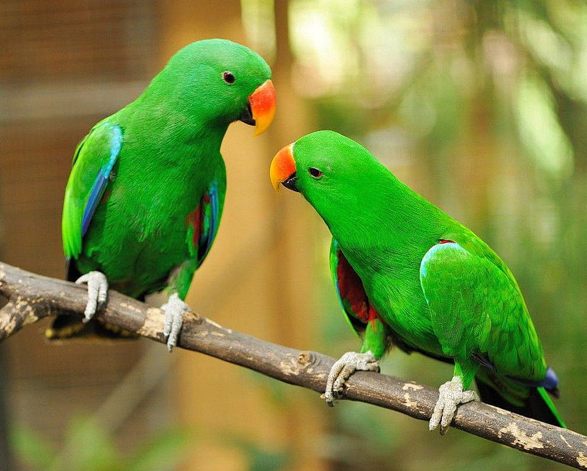 L'uccello pappagallo verde Sfondo HD