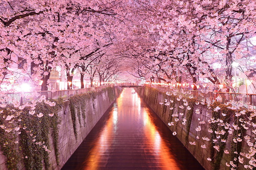 árboles de flor rosa, Japón, arquitectura, flor de cerezo, cerezos en flor fondo de pantalla