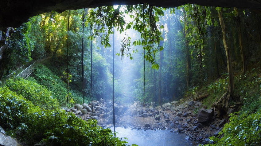 Best 5 Rainforest on Hip, percorso foresta pluviale ultra Sfondo HD