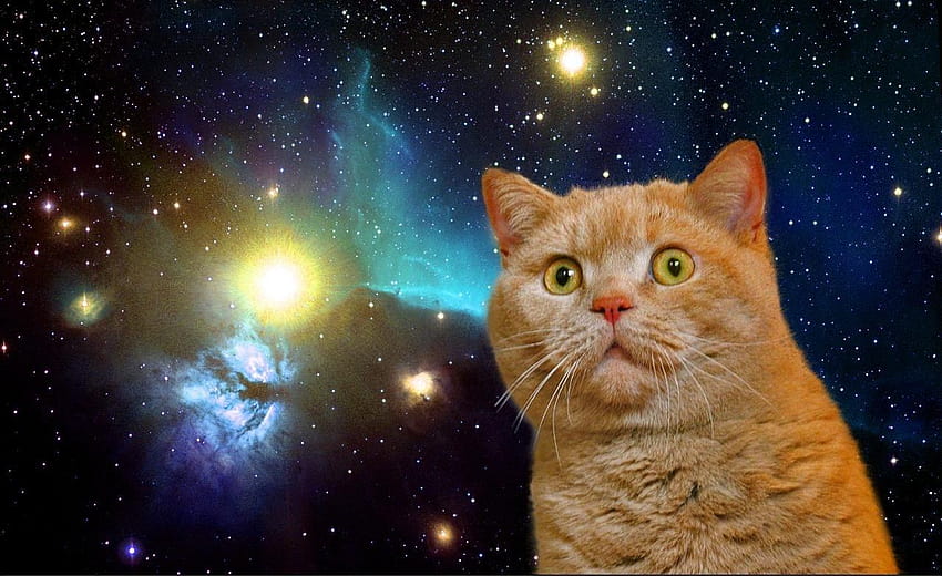 Gato en el espacio, gato espacial fondo de pantalla