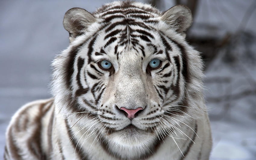 Macan Putih Lebar To, macan cantik Wallpaper HD