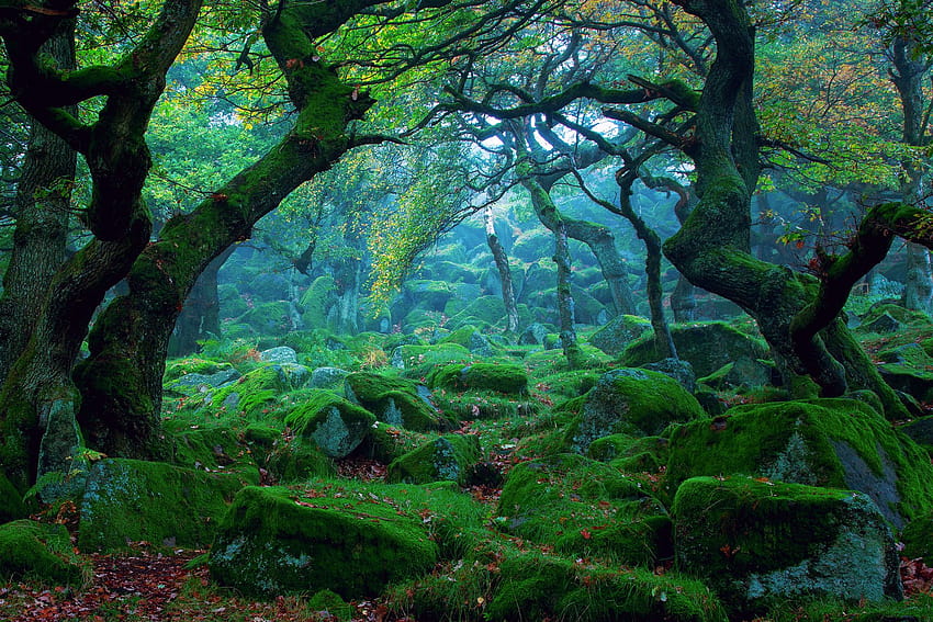 Forest tree moss, mossy forest HD wallpaper