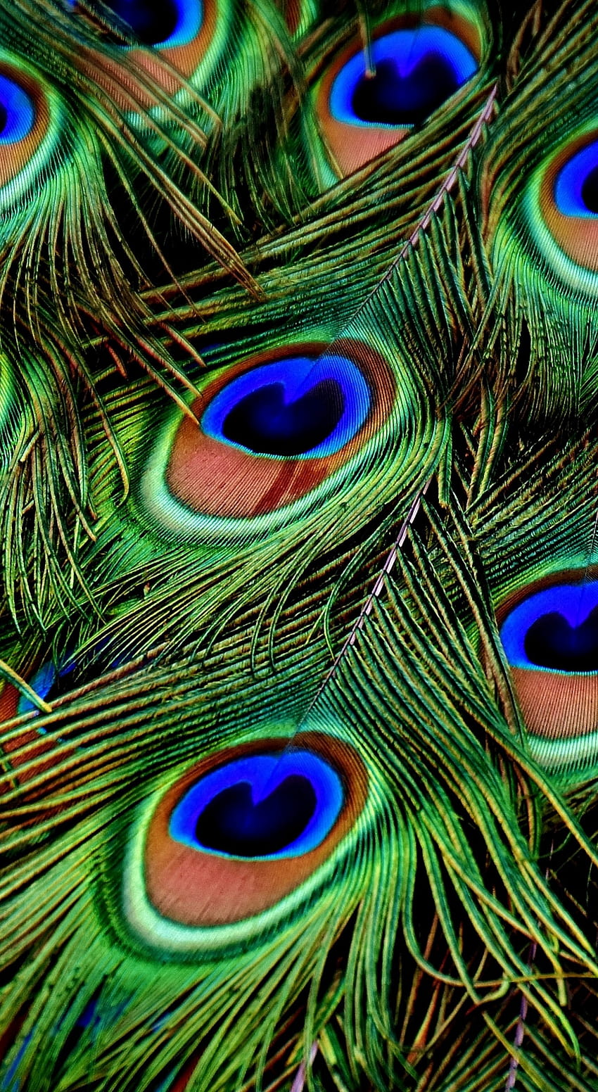 Peacock, Feathers, Colorful, Plumage, peacock feather mobile HD phone wallpaper
