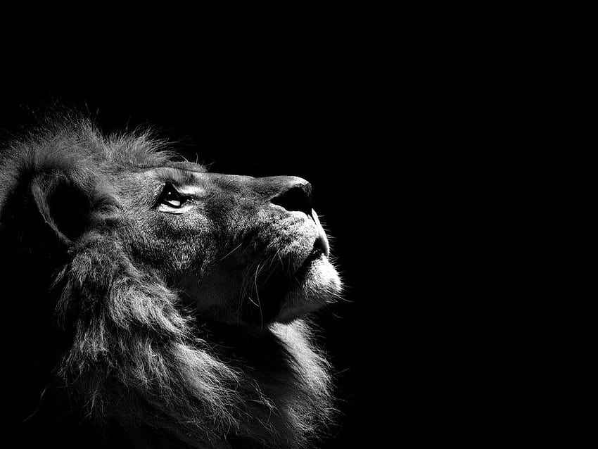 For Black graphy Backgrounds, lion in black background HD wallpaper