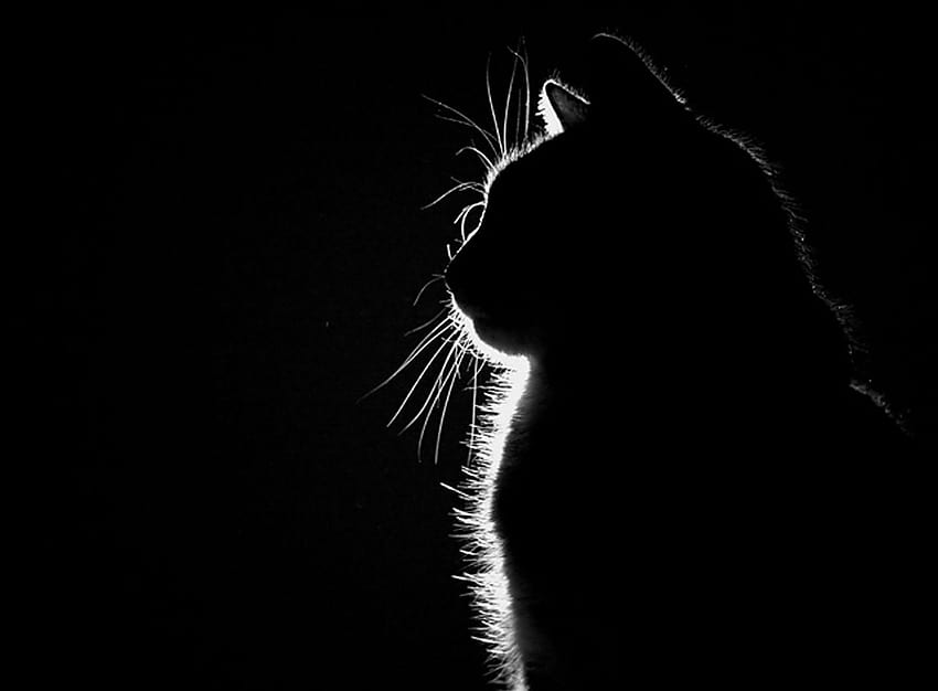 silhueta de gatos sentada Animals Zoo 933084 [1280x942] para seu , Celular e Tablet, silhueta feminina preta papel de parede HD