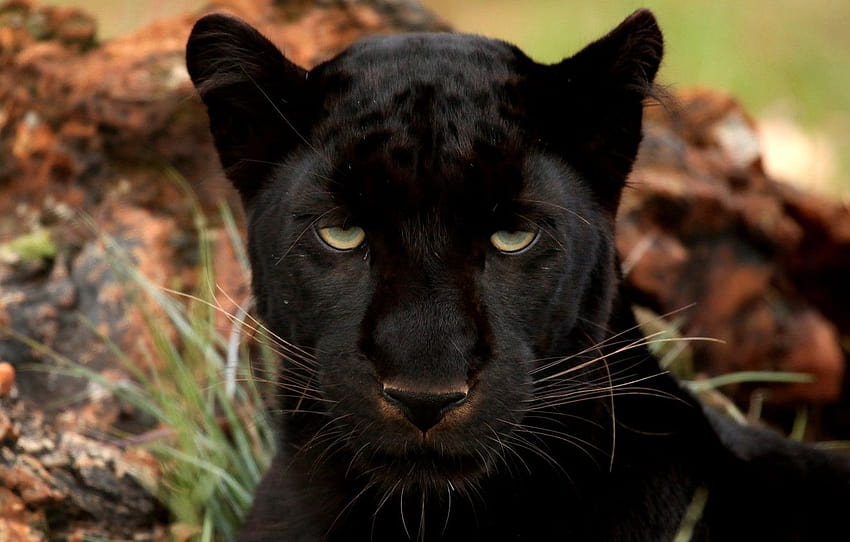 目, パンサー, 大きな猫, 黒ヒョウ, セクション кошки, 黒豹の大きな猫 高画質の壁紙