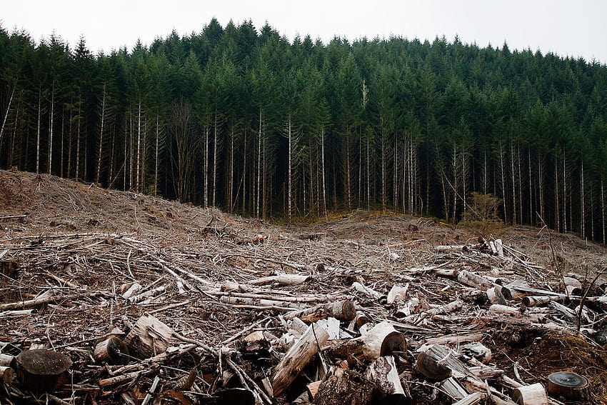 삼림 벌채, '아무것도'에 맞서 싸우다 HD 월페이퍼