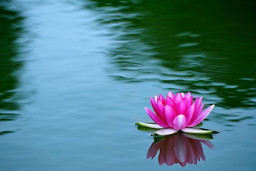 Water Lily Full, waterlily HD wallpaper