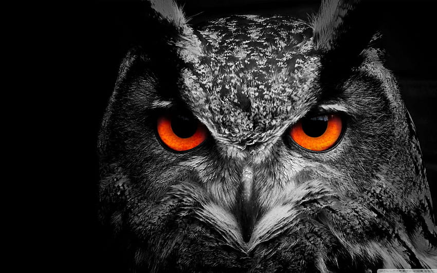 Owl Eye ❤ за Ultra TV • Wide & Ultra HD тапет