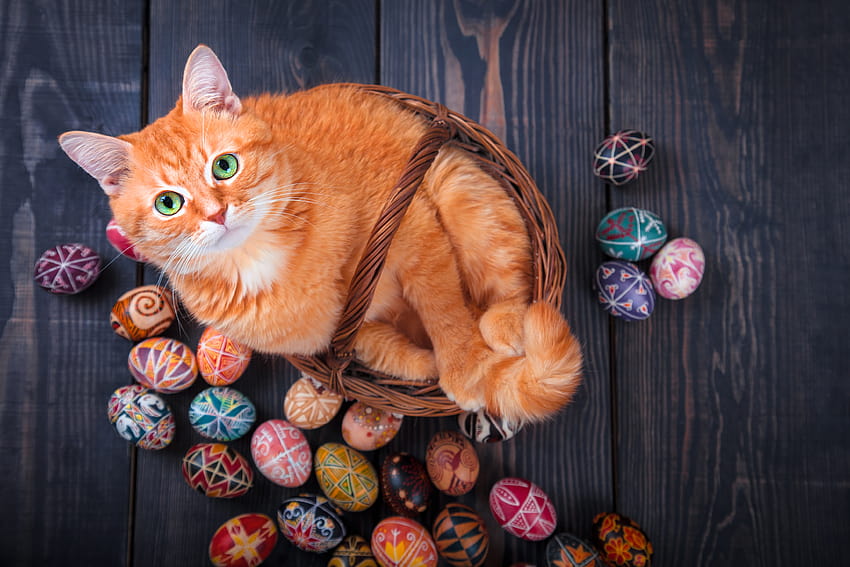 25 Cats And Kittens Who Are Ready For Easter [ ], kittens easter HD wallpaper