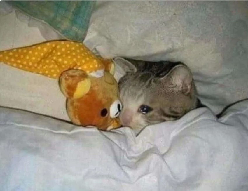 Sad Jealous Cat Meme, crying cat meme HD wallpaper