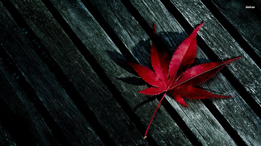 6 Red Leaf, red leaf fall HD wallpaper