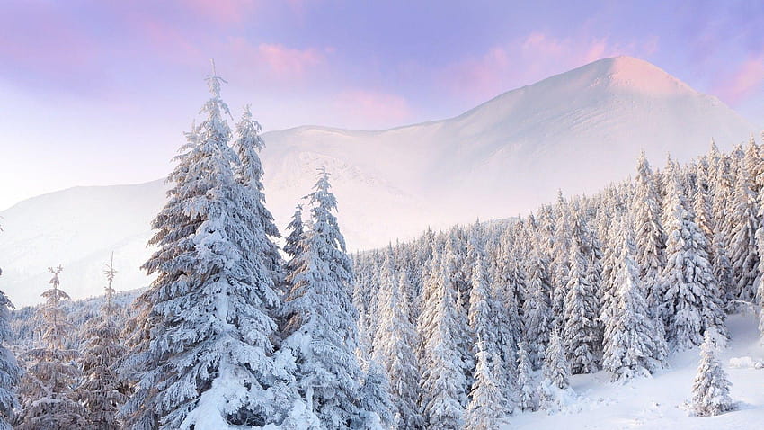 Pristine Snow, snow covered winter landscape HD wallpaper