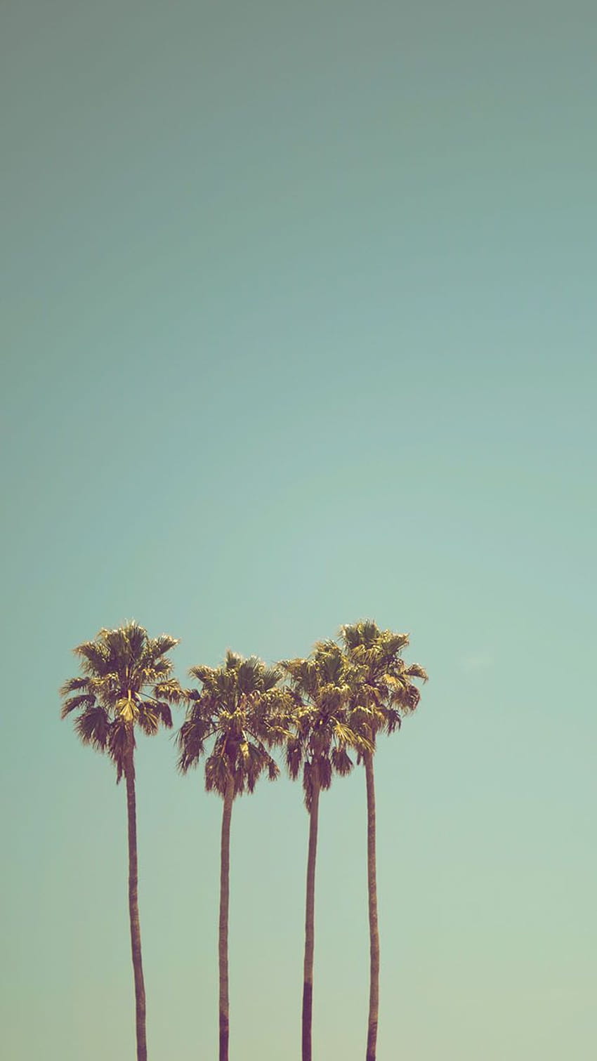 Let's go Coconuts! Enjoy 10 Tropical iPhone !, palm trees winter HD phone wallpaper