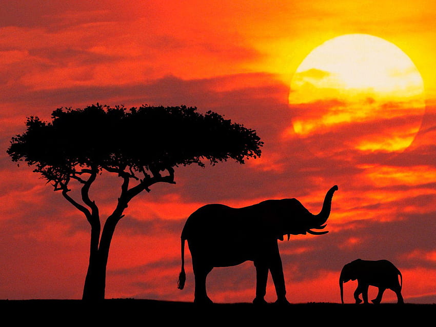 어머니와 아기는 일출, 케냐, 코끼리 어머니와 아이에 Silhouetted HD 월페이퍼