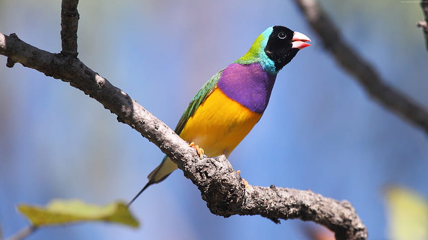 Гулдианска чинка, птица, Австралия, цветен, клон, небе, цветни птици на клон HD тапет