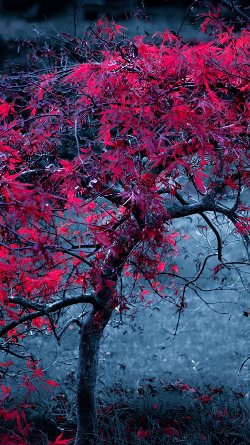 Folhas de árvore nevoeiro roxo claro outono iPhone 4s, iphone outono abstrato Papel de parede de celular HD