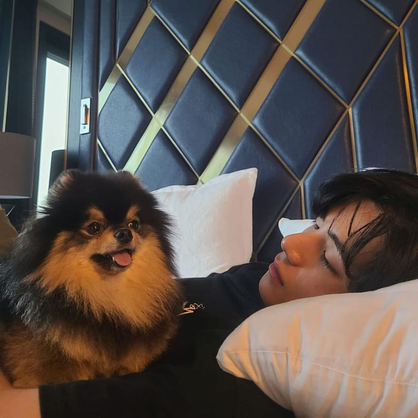 BTS: V menghabiskan hari Jumat di tempat tidur dengan anjingnya sambil berbagi lucu, taehyung dan anjingnya wallpaper ponsel HD