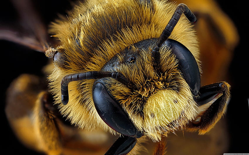Andrena Rudbeckiae Bee Macro graphy ❤ ผึ้งมาโคร วอลล์เปเปอร์ HD