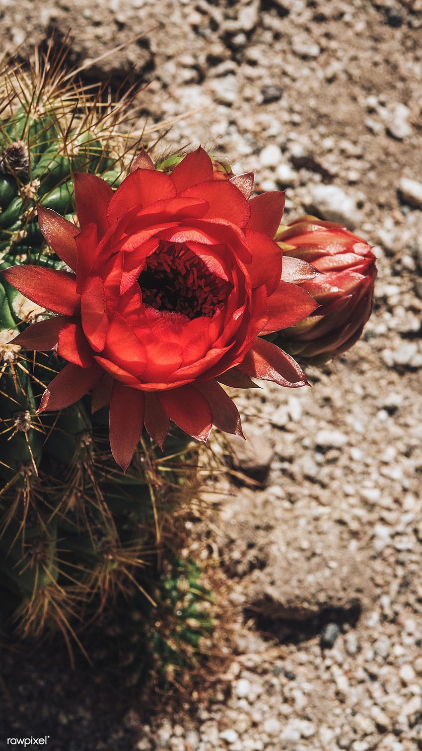 1080P Free download | Closeup of blooming red flower of cactus mobile