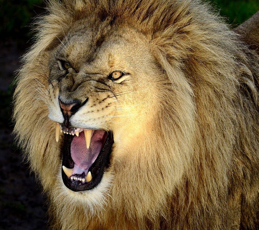 モバイル用の最新のライオンの顔、怒っているライオンの顔 高画質の壁紙