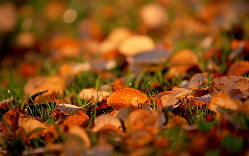 Autumn Leaves Retina MacBook Pro, macbook autumn HD wallpaper | Pxfuel