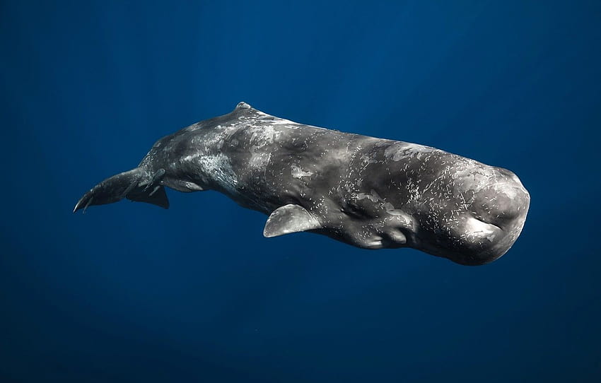 mammal, Sperm whale, the ...goodfon HD wallpaper