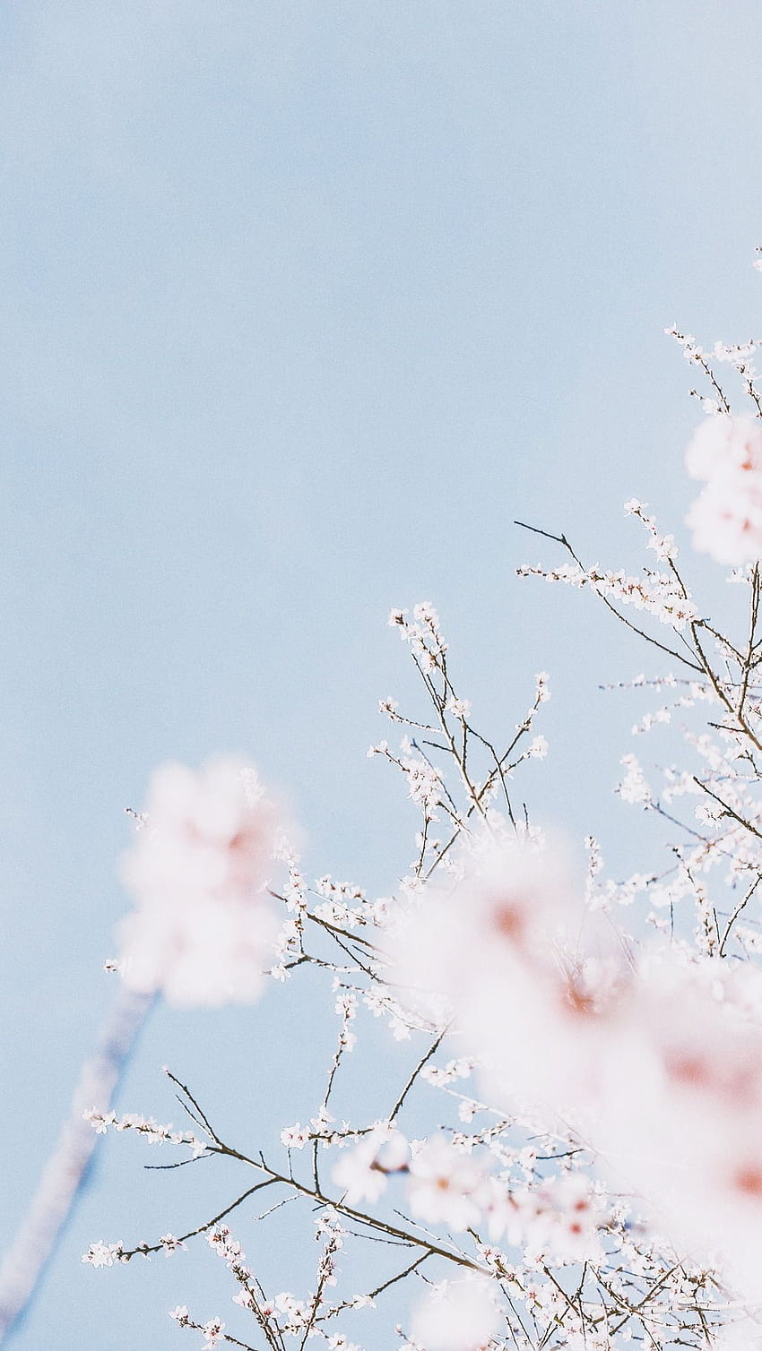 Aesthetic Anime Cherry Blossom, pink aesthetic tree HD phone wallpaper