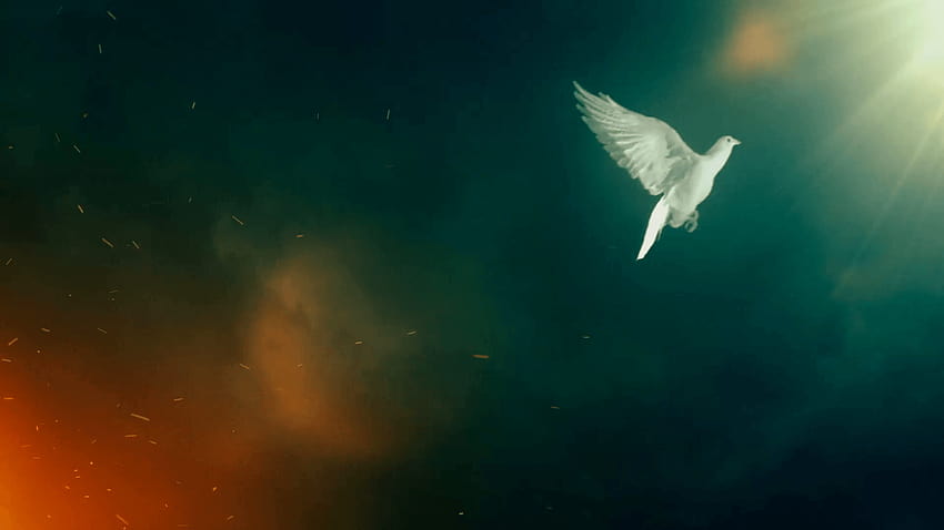 In Anbetung erhobene Hände mit Linseneffekt und weißer Taube. Dunkler Himmel, Taubenhintergrund HD-Hintergrundbild