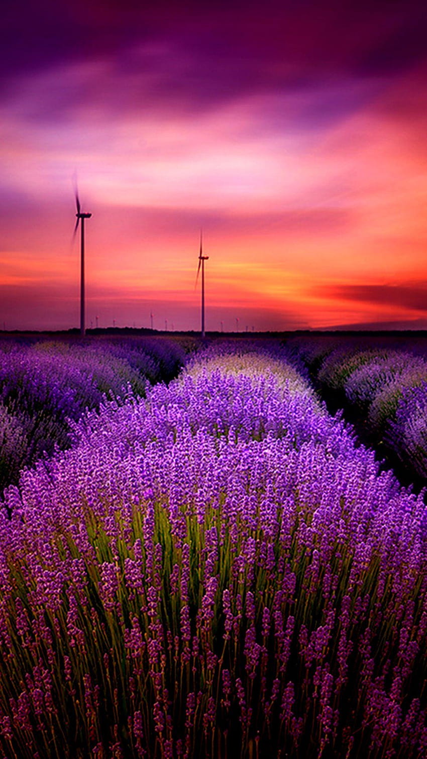 Lavendelfeld Mobile HD-Handy-Hintergrundbild