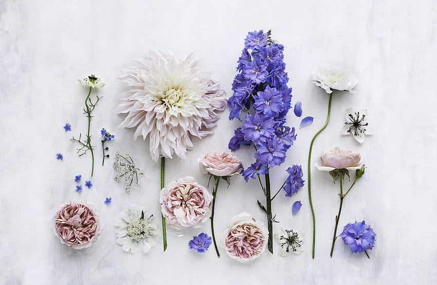 Flores Estéticas Minimalistas, simplicidad estética fondo de pantalla