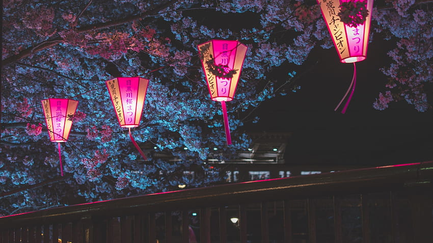 2560x1440 Japan Night Cherry Blossom Trees Lantern Glowing Night 1440P Resolution , Backgrounds, and, night tree HD wallpaper