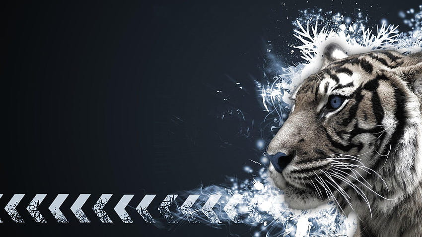 Tygrysy Tag : Lwy Białe Tygrysy Tygrys Liger Koty, tygrys śnieżny Tapeta HD