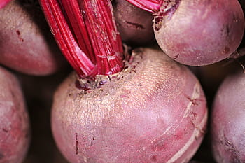 Beetroot Photos, Download The BEST Free Beetroot Stock Photos & HD Images