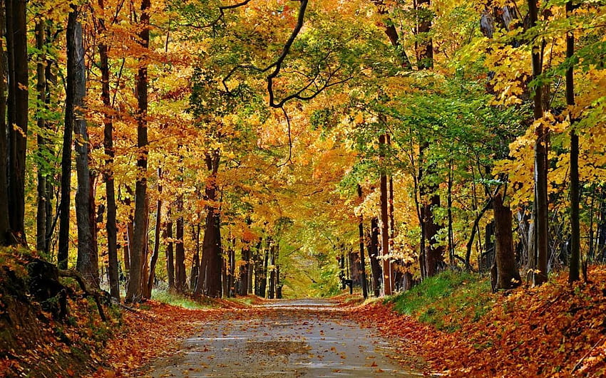 Schöne Herbstwaldwegblätter HD-Hintergrundbild