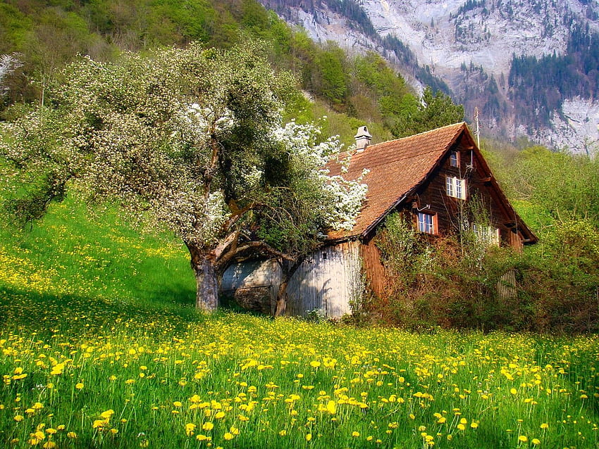grafía Naturaleza Paisaje Cabaña Flores Primavera Montañas Árboles Arbustos Alpes suizos, primavera suiza fondo de pantalla