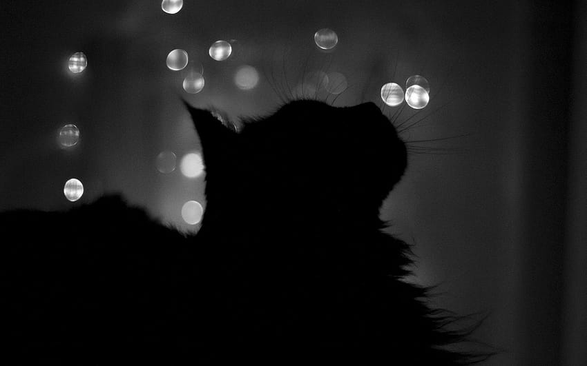 animali domestici: Gatto nero 24144 1920x1200 px ~ WallSource Sfondo HD