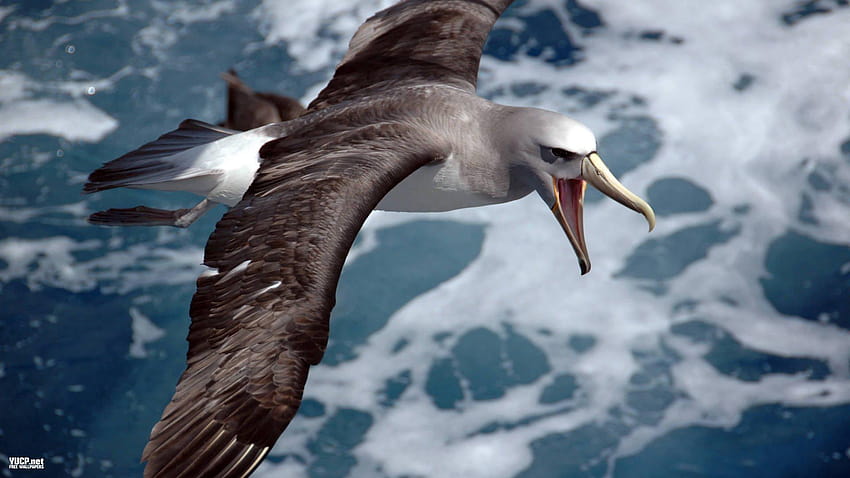 albatros, Oiseau de mer, Oiseau, Oiseaux / et Mobile Fond d'écran HD