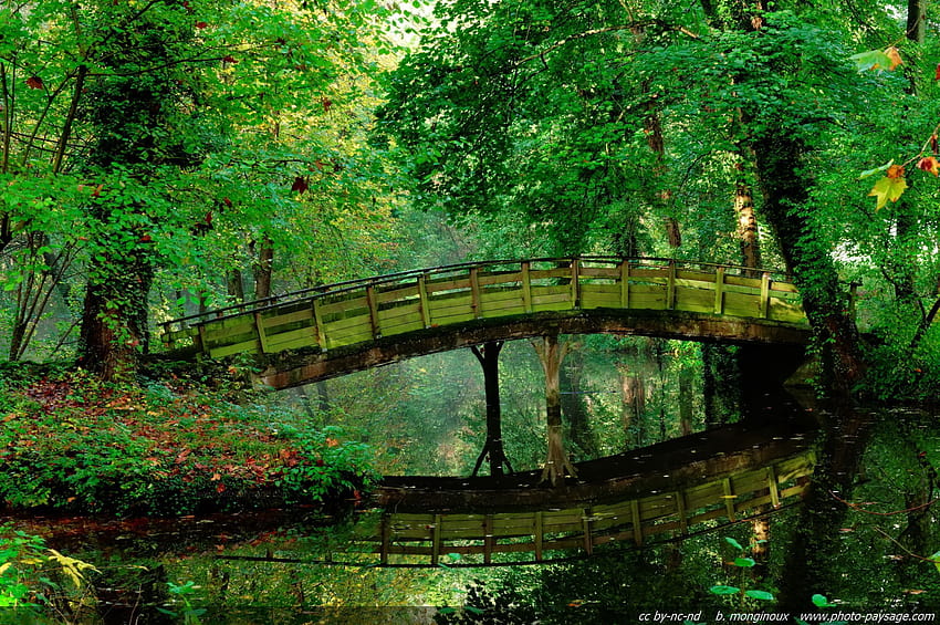 A footbridge reflecting in water in the forest / Other woods and HD ...