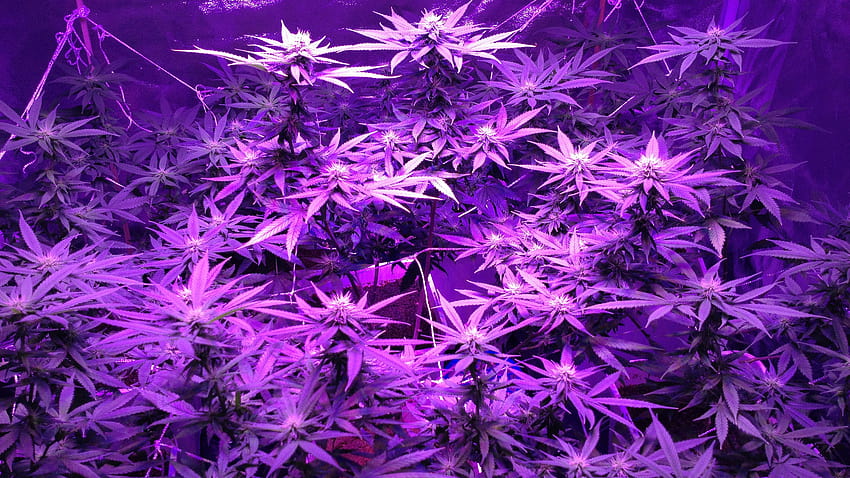 Kabut ungu Wallpaper HD