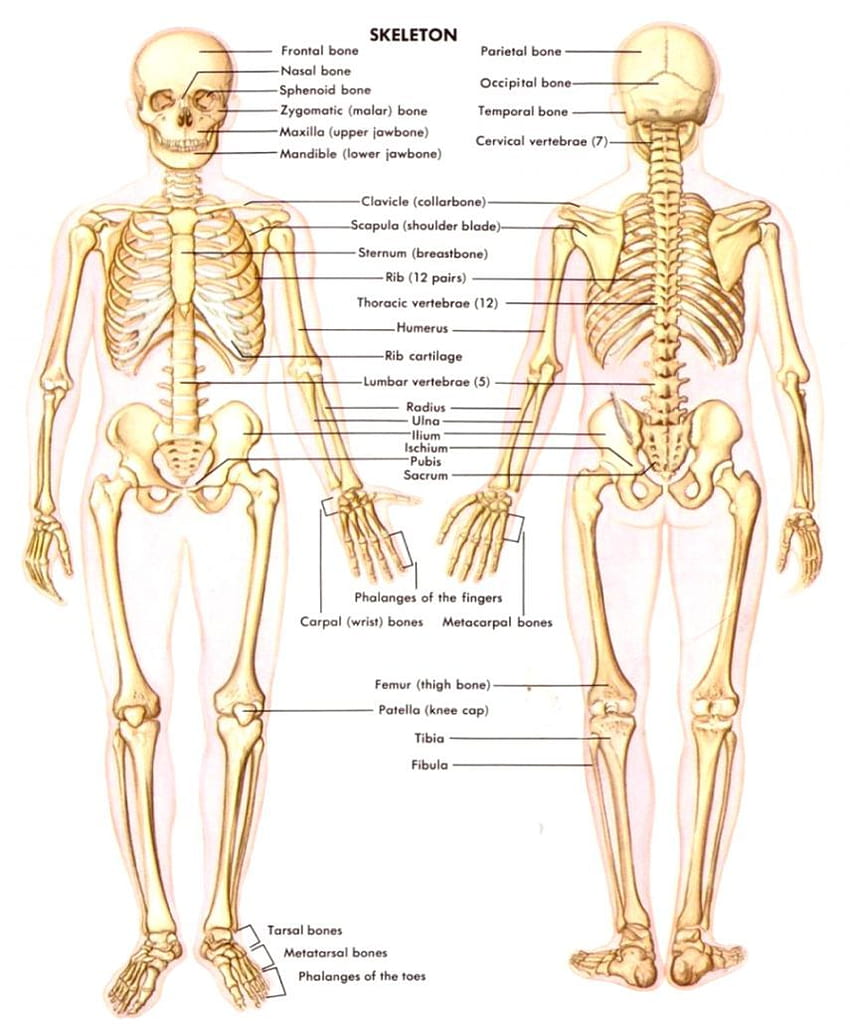 Човешка анатомия и физиология HD тапет за телефон