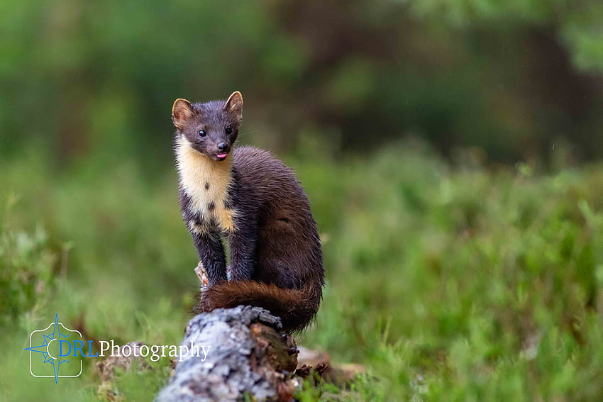 graphing Pine Martens on The Black Isle HD wallpaper