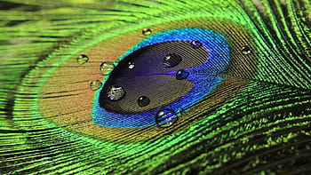 Peacock Feather - Bird Feather - HD Background Wallpaper Download | MobCup