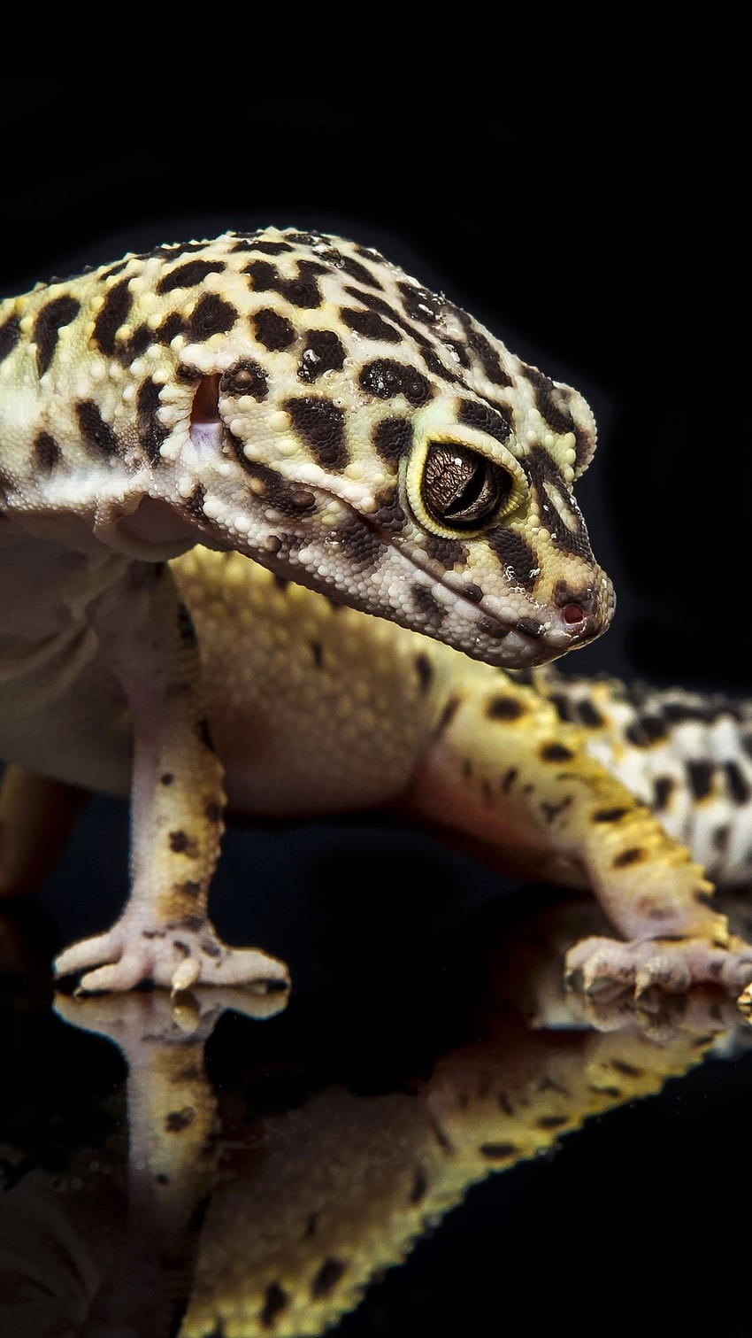 leopard geckos HD phone wallpaper