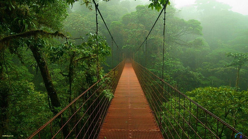 Amazon Jungle Fresh Jungle, amazon rainforest HD wallpaper