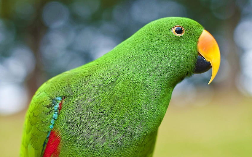 of a beautiful green parrot, animal parrot HD wallpaper