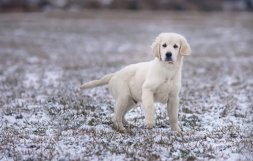 winter, field, white, look, snow, pose, paw, dog, baby, puppy, is, Labrador, ponytail, blurred background, Retriever , section собаки, labrador winter HD wallpaper